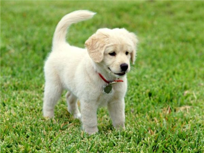 Köpek