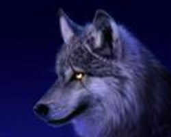 Quel Animal Se Cache En Toi ?