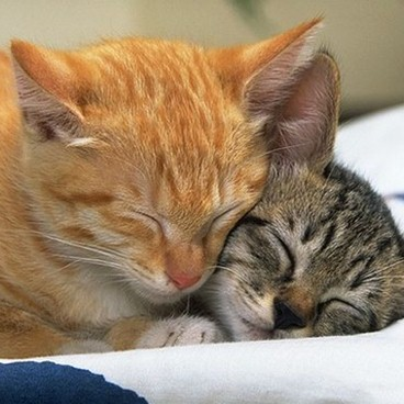 Friskies