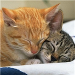 Friskies