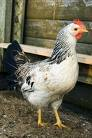 Own A Chicken