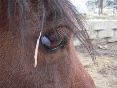 How Well Do You Know Horses?