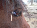 How Well Do You Know Horses?
