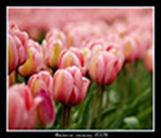 Spring Flowers - Ru A Rose Or Tulip?