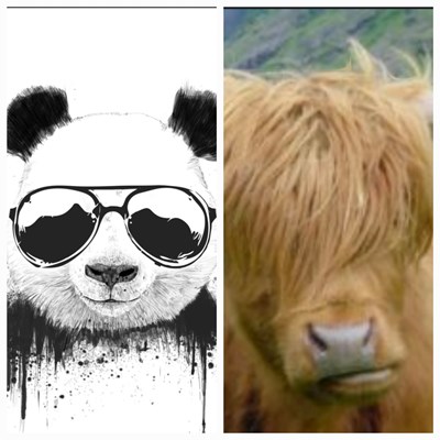 Buď jsi cool, a nebo vůl
