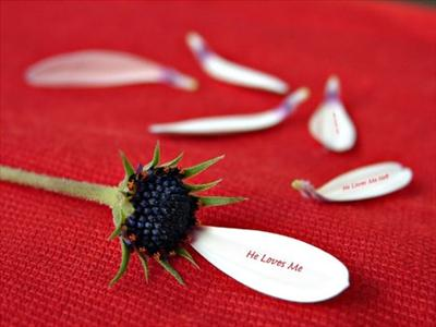 He Loves Me, He Loves Me Not...