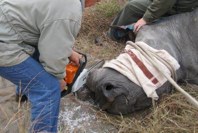 Save The Rhino Poll