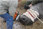 Save The Rhino Poll