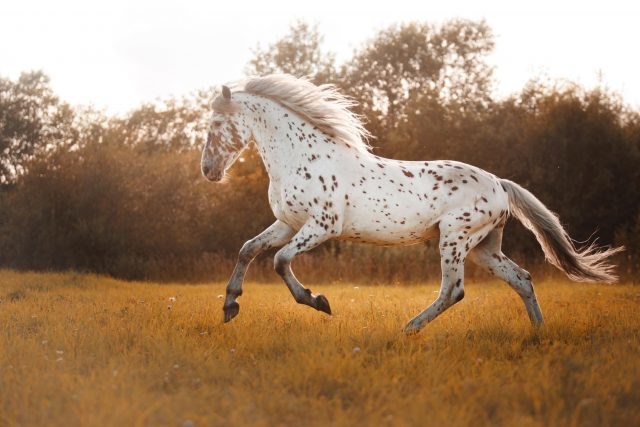 Favorite horse!!