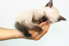 Que Gato Eres