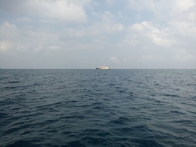 Hewan Laut Apa Kah Kamu?