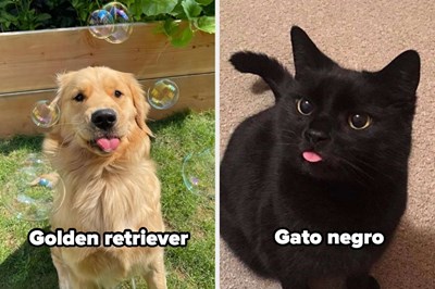 ¿Gato negro o Golden retriever?