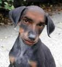 Cat Or Dog ?