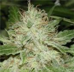 Ganja Gifts