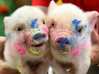 What Farm Animal Are You?