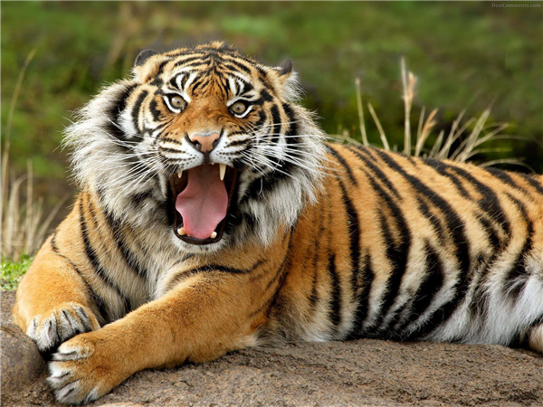 Ce Animal Ti Se Potriveste 