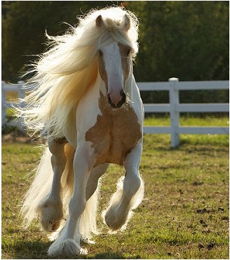 Che Cavallo Sei