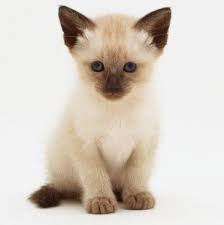 Qué Especie De Gato Eres