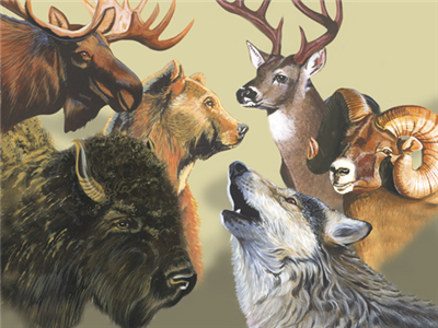 What Animal Are You?