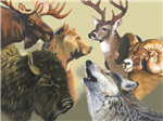 What Animal Are You?