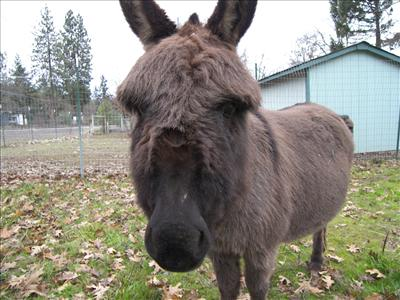 What Apothecary Farm Animal Are You?