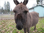 What Apothecary Farm Animal Are You?