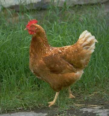 Which Came First