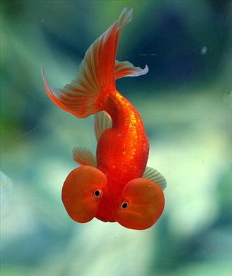 How Cool Are You????