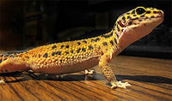 What Type Of Gecko Are You?