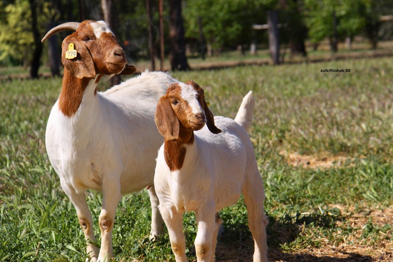 Kambing