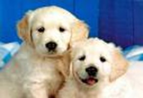 Hangi Köpek Türüsün ?