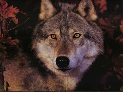 What Animal Were You In The Past Life