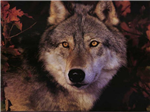 What Animal Were You In The Past Life