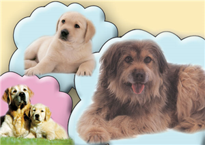 Size Uygun Olan Köpek Türü