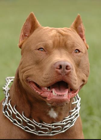 Köpek