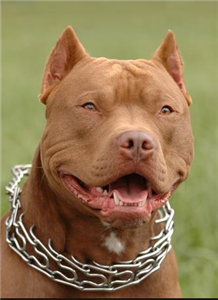 Köpek