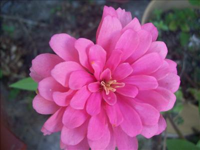What Flower Are You?