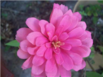 What Flower Are You?