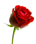 For Someone Special