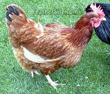 What Kind Of Chicken Are You?