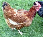 What Kind Of Chicken Are You?