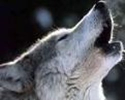 Quelle Est Votre Place Dans Une Meute De Loup ?