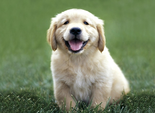 Hangi Köpek Sana Uygun 