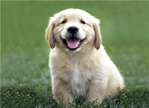 Hangi Köpek Sana Uygun 