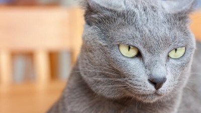 Tipo di gatto sei?
