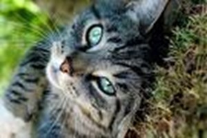 Poll-Ify Your Life