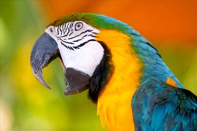 What Is Your Ideal Pet?