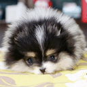 Puppy Love