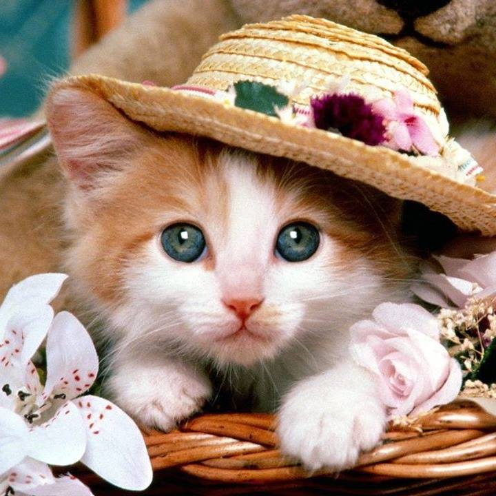 Kedi Misin Köpek Mi ?