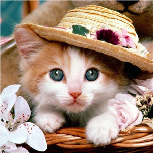 Kedi Misin Köpek Mi ?